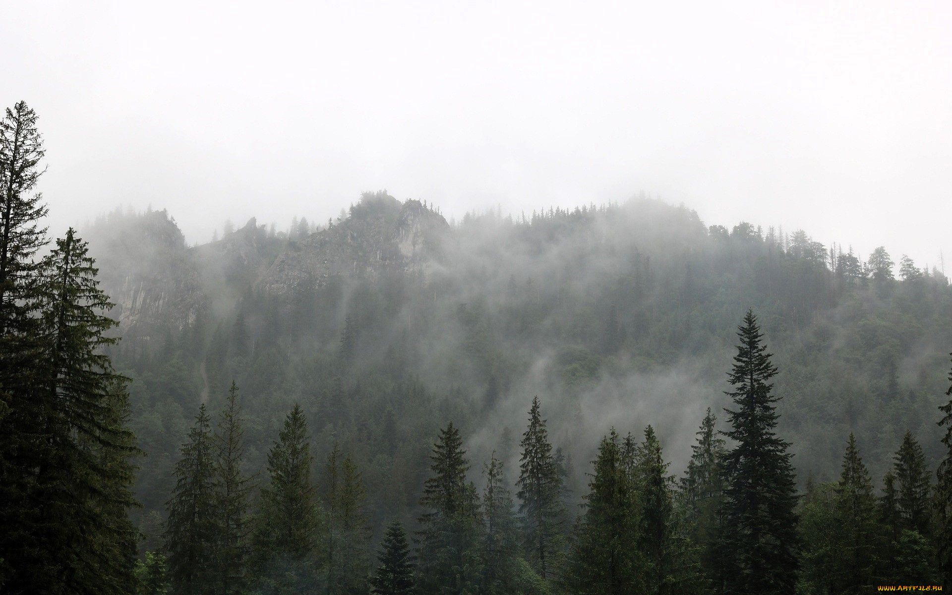 природа, горы, туман, лес, деревья