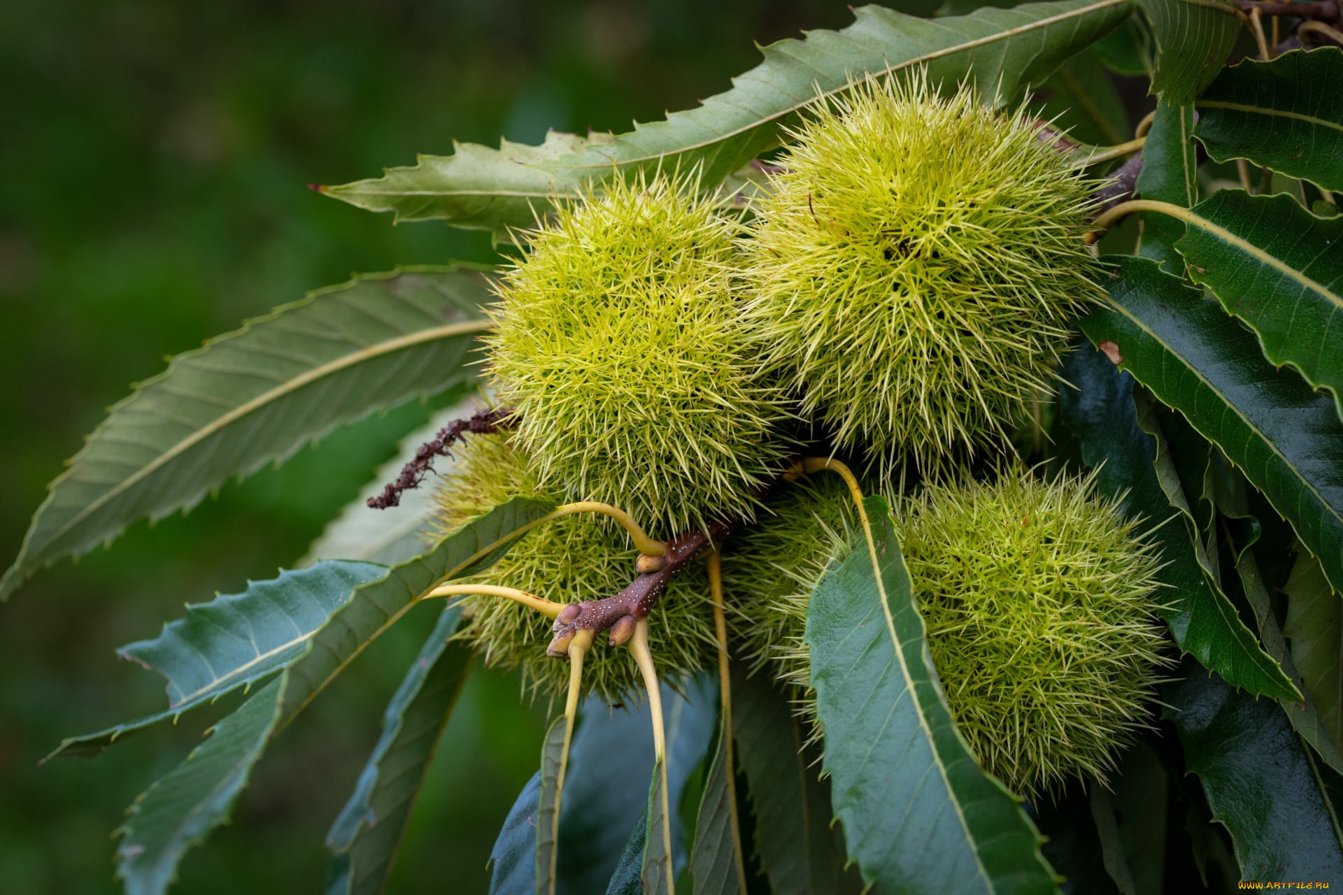 природа, шишки, , жёлуди, , каштаны, каштаны