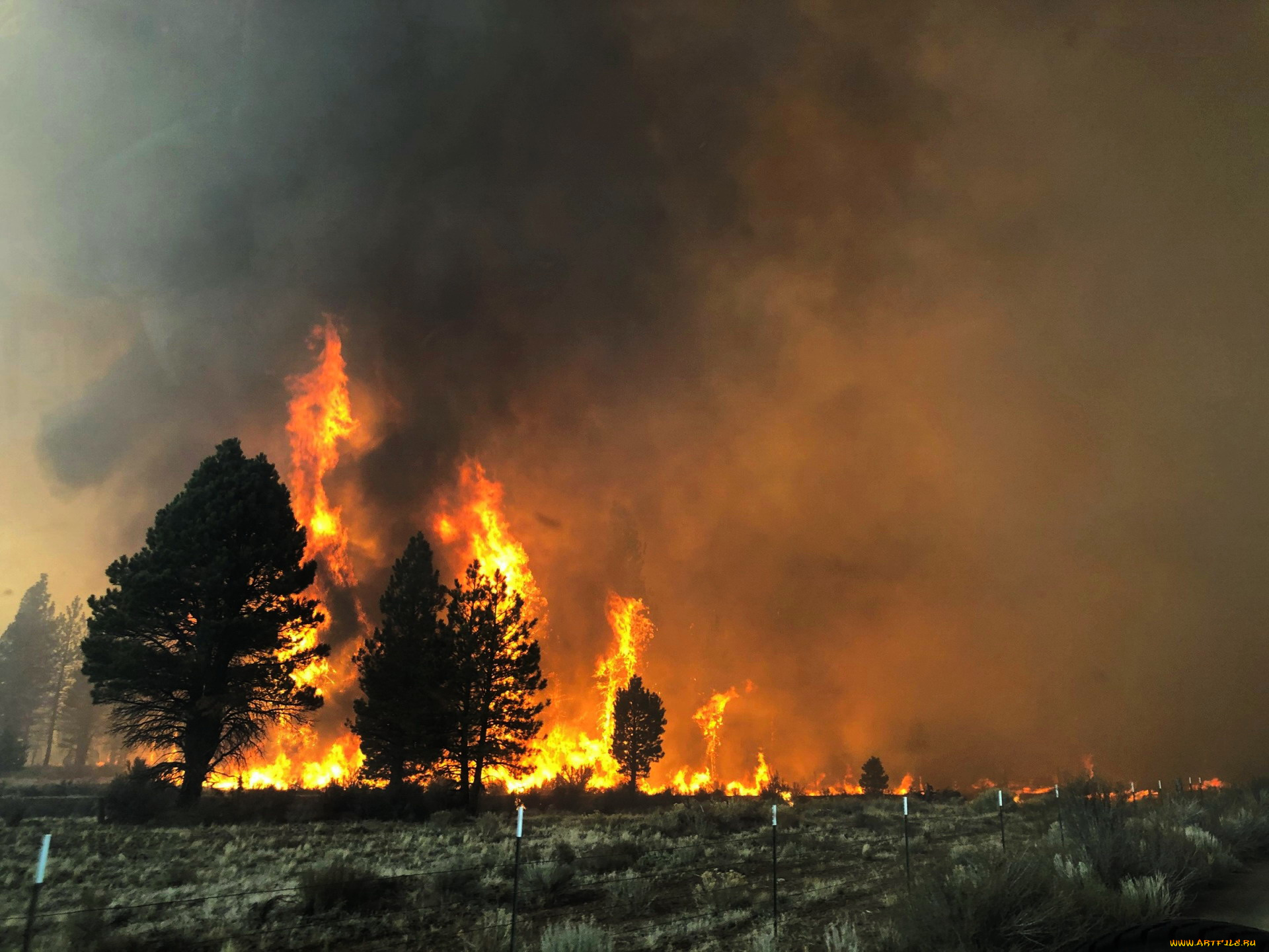 природа, огонь, горящие, деревья, дым, пожар