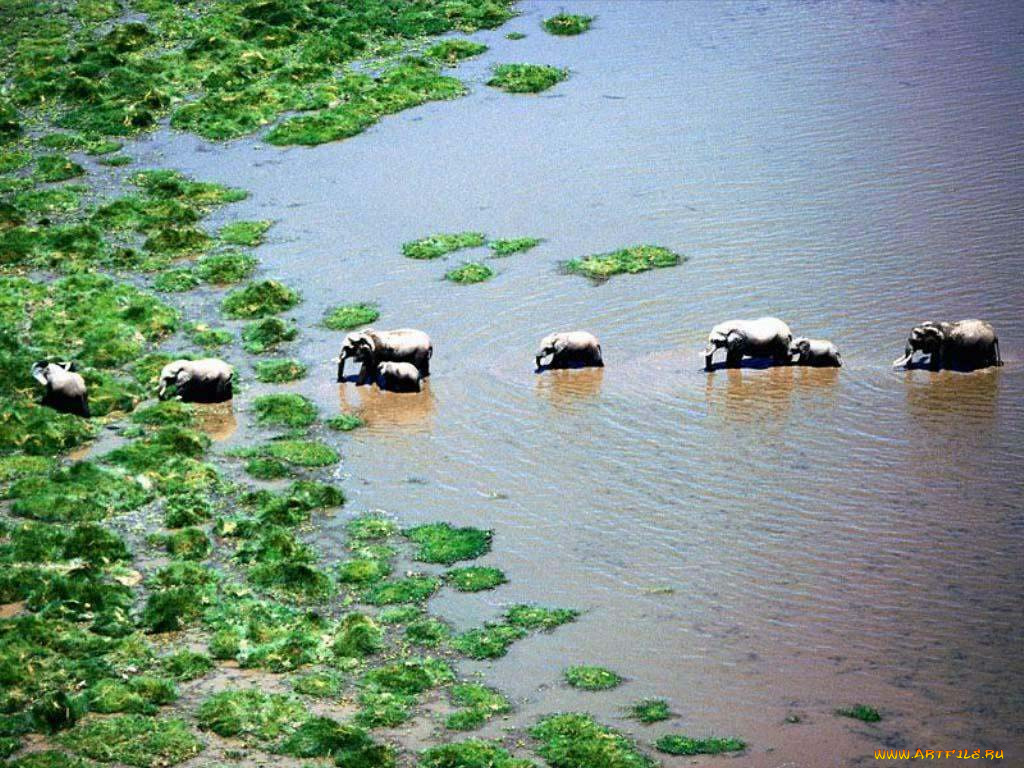 слоны, животные