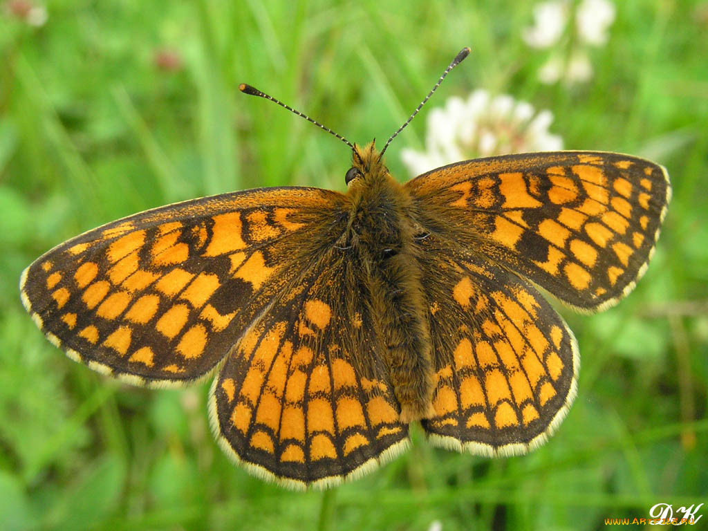 диктина, животные, бабочки