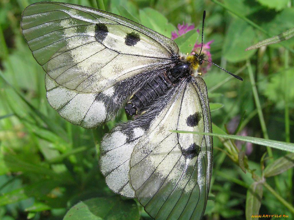 мнемозина, животные, бабочки