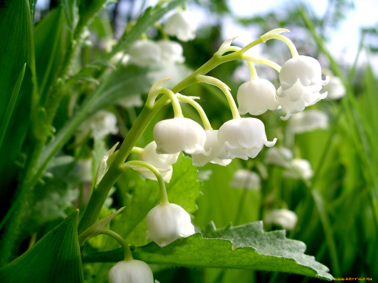 ландыши, цветы