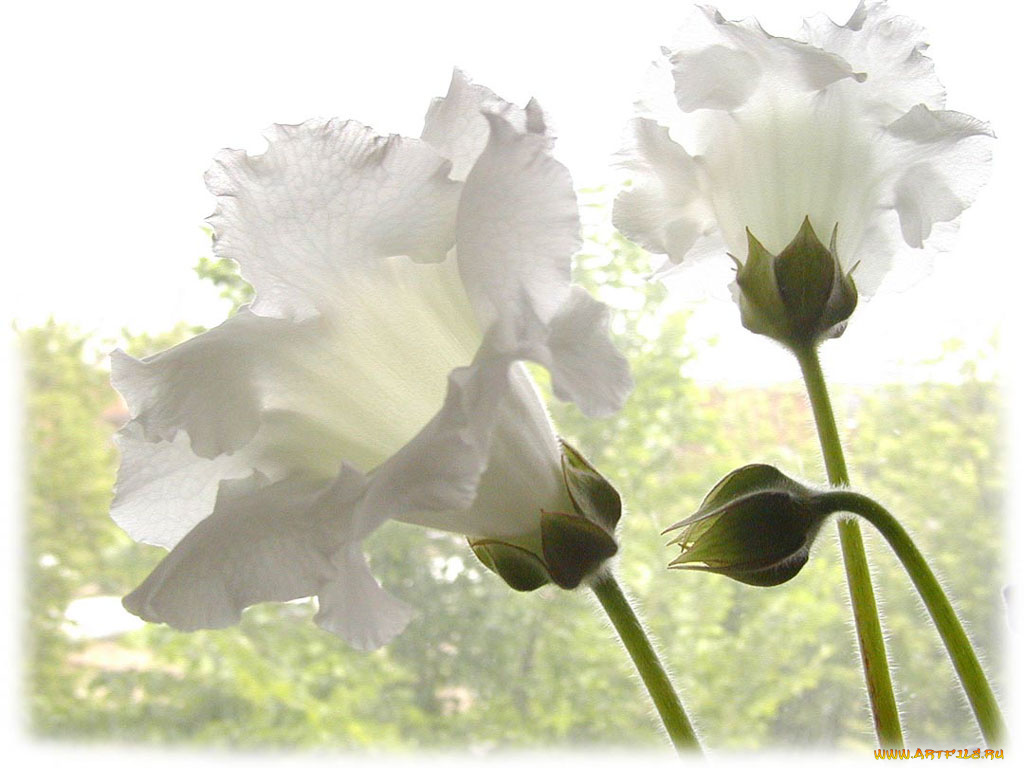 цветы, глоксиния, синнингия