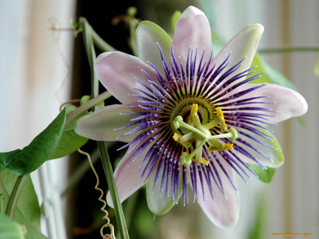 цветы, пассифлора