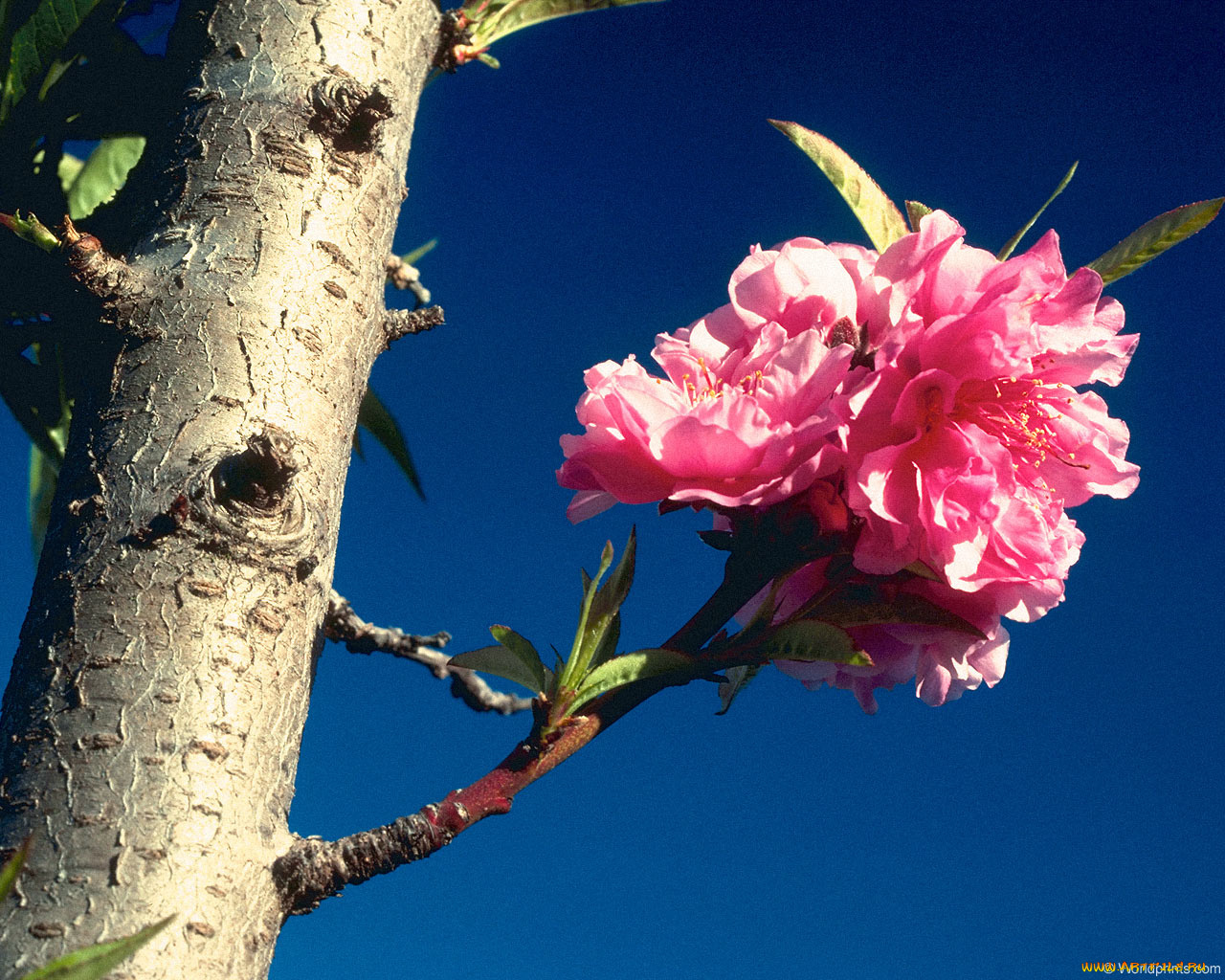 цветы, олеандры