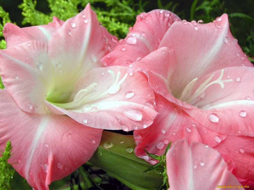 цветы, гладиолусы