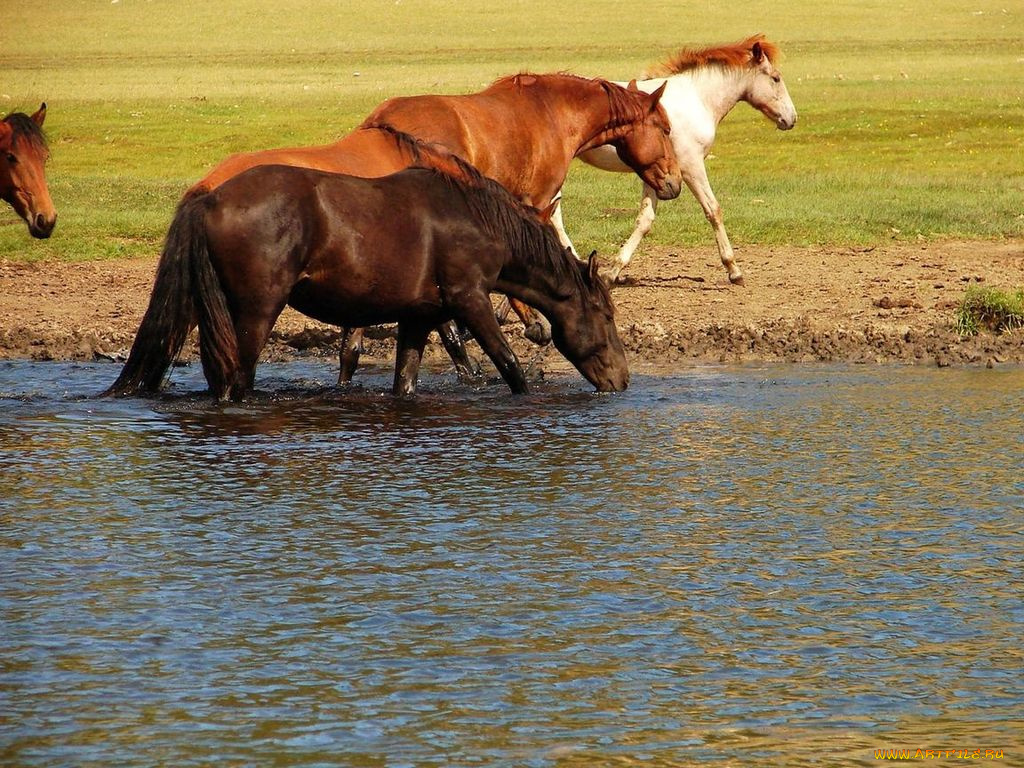 животные, лошади