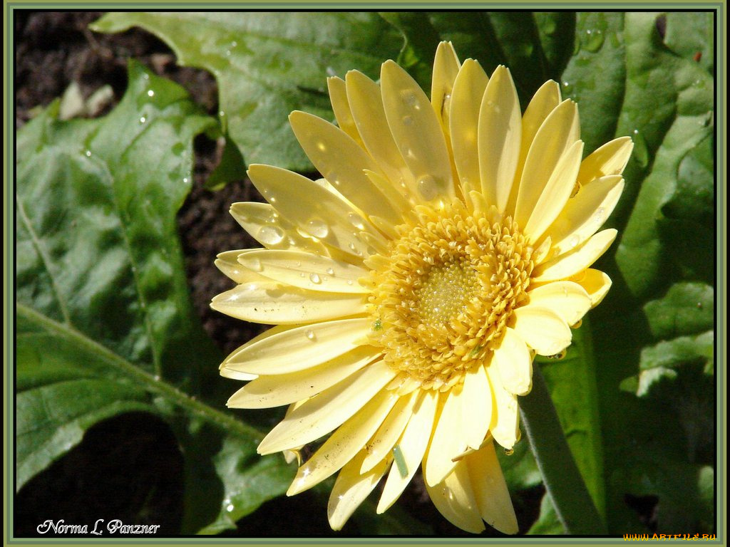 цветы, герберы