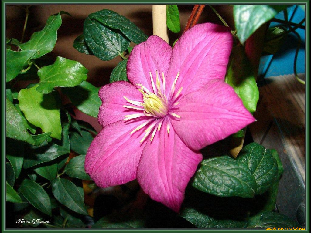 цветы, клематис, ломонос