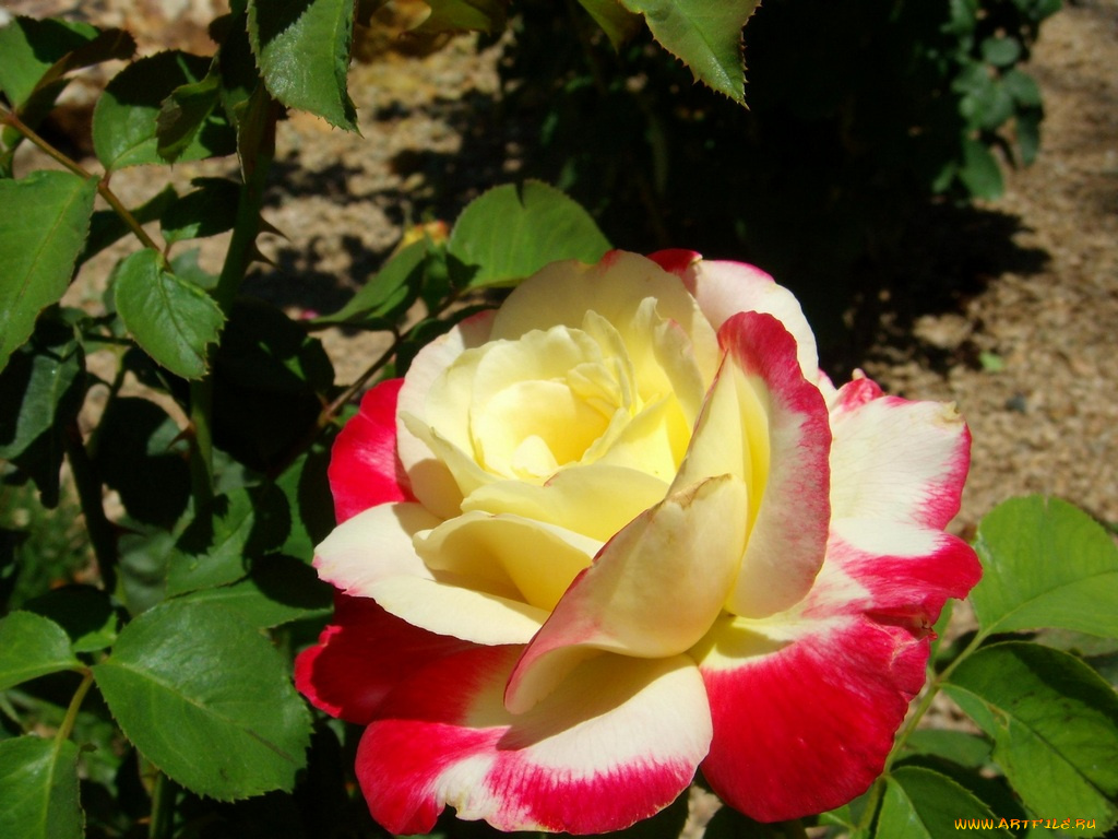 цветы, розы