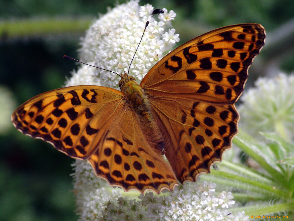 животные, бабочки