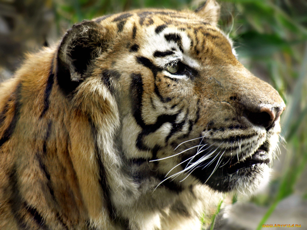 животные, тигры