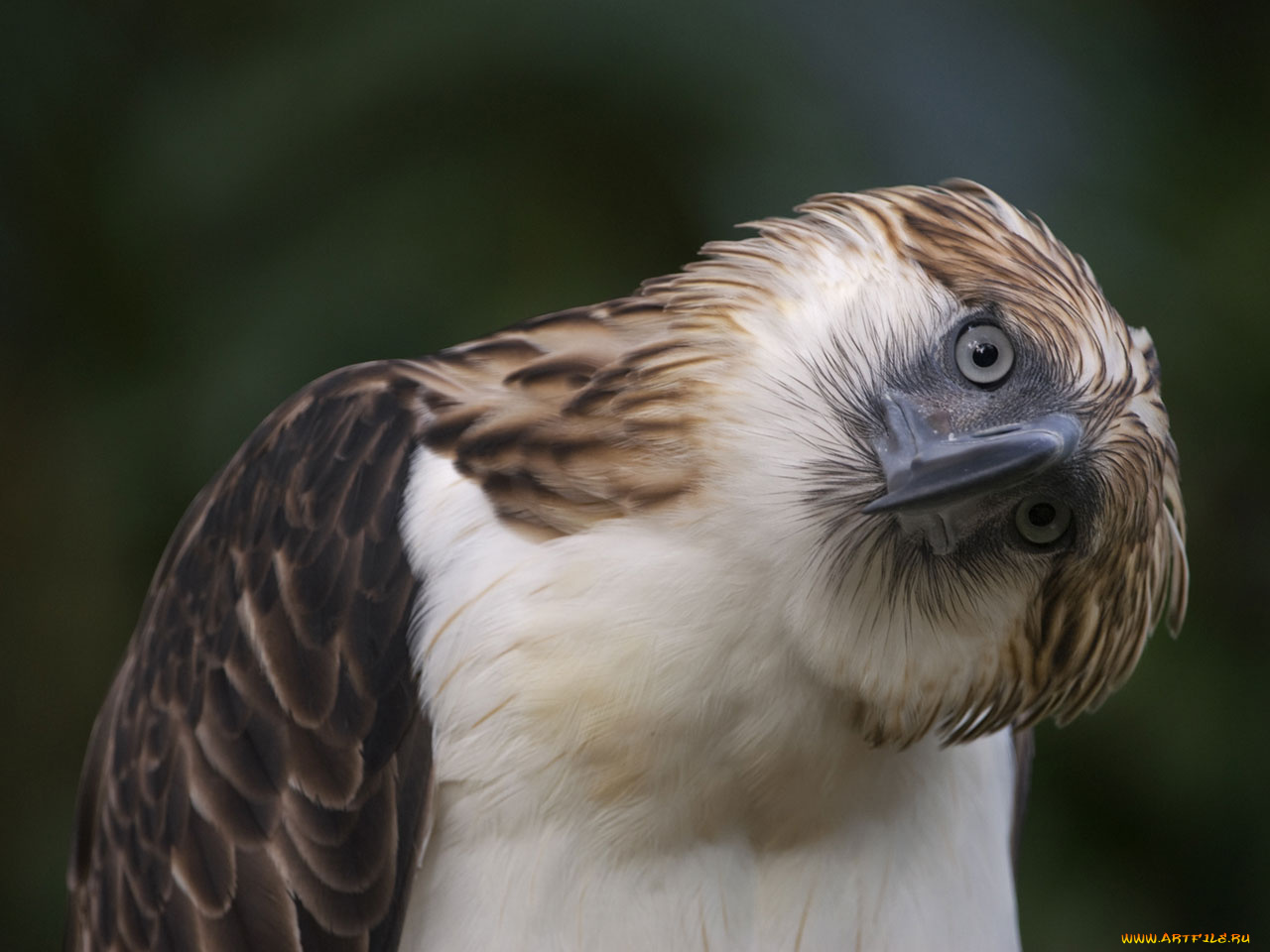 животные, птицы, хищники