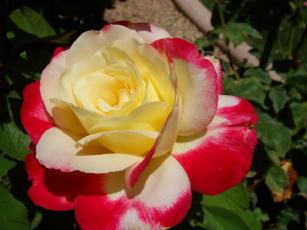 обоя цветы, розы