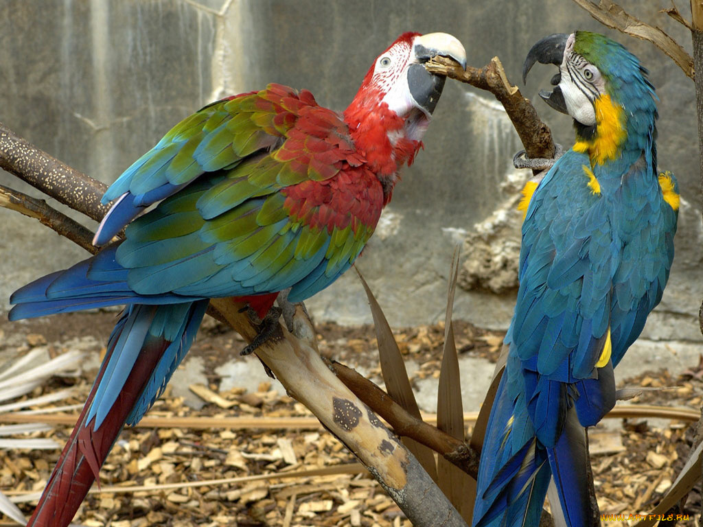 животные, попугаи