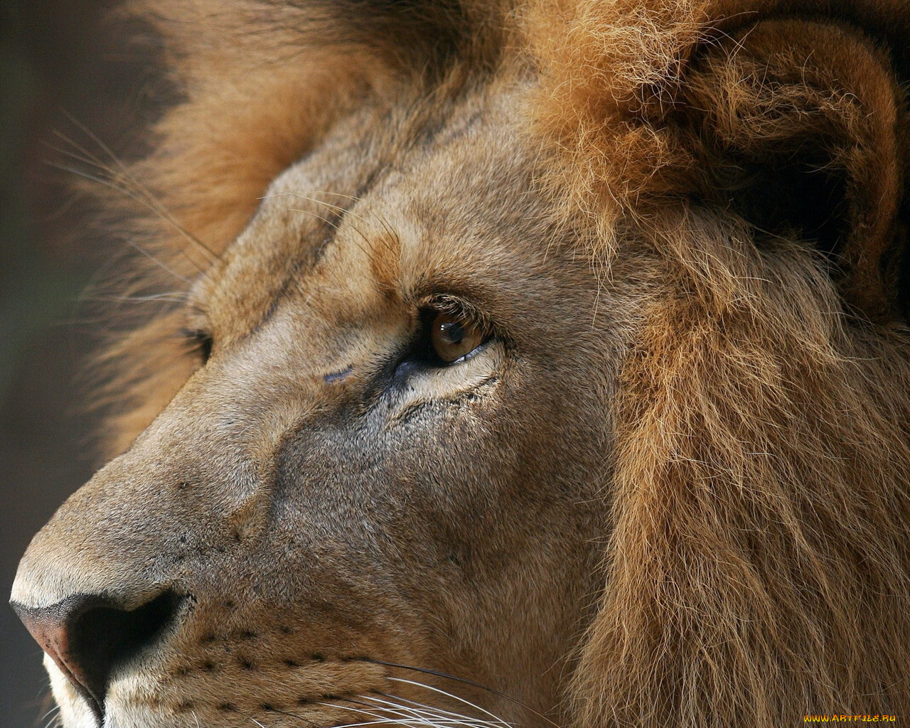 животные, львы