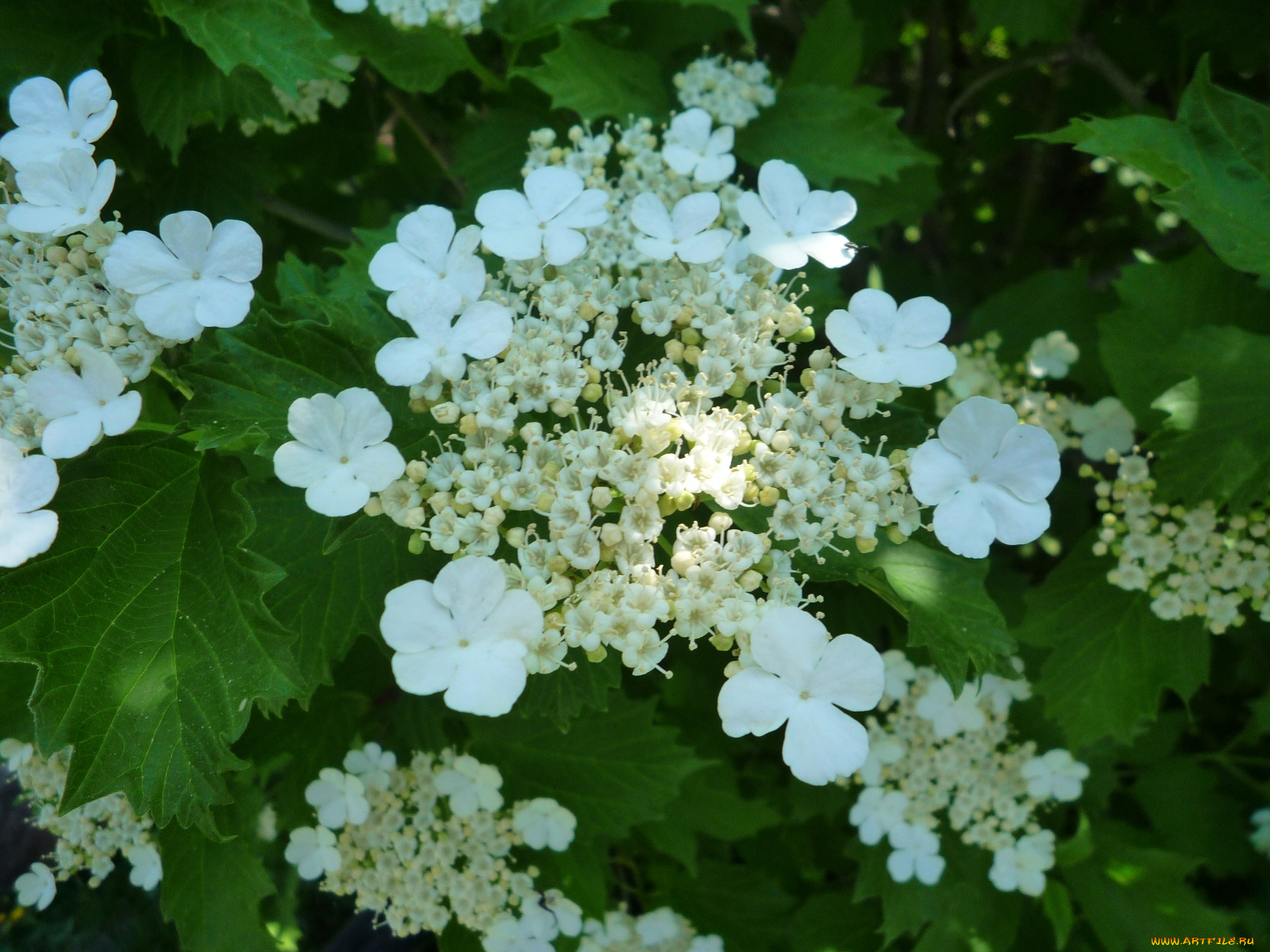 цветы, цветущие, деревья, кустарники, калина