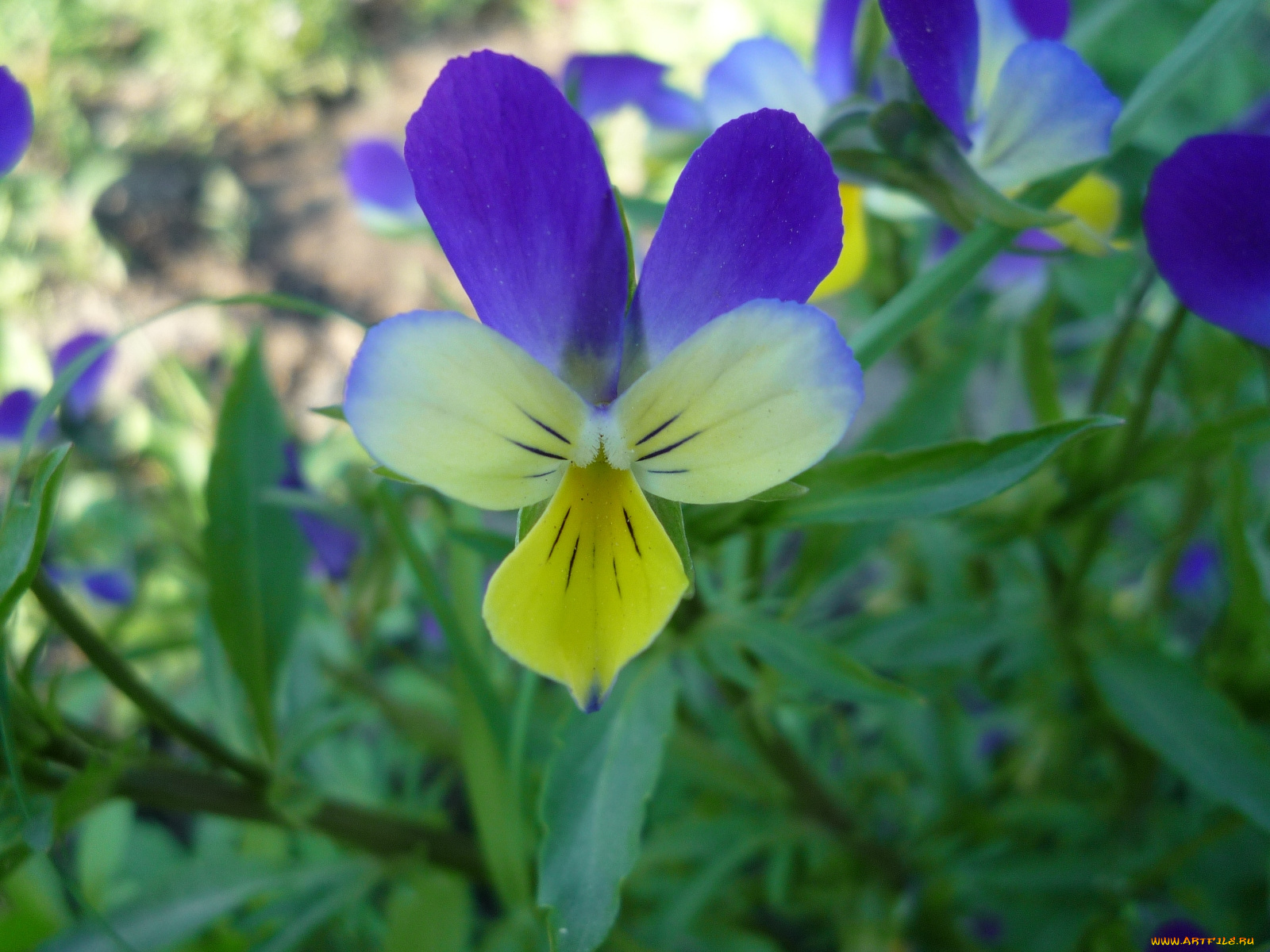 цветы, фиалки