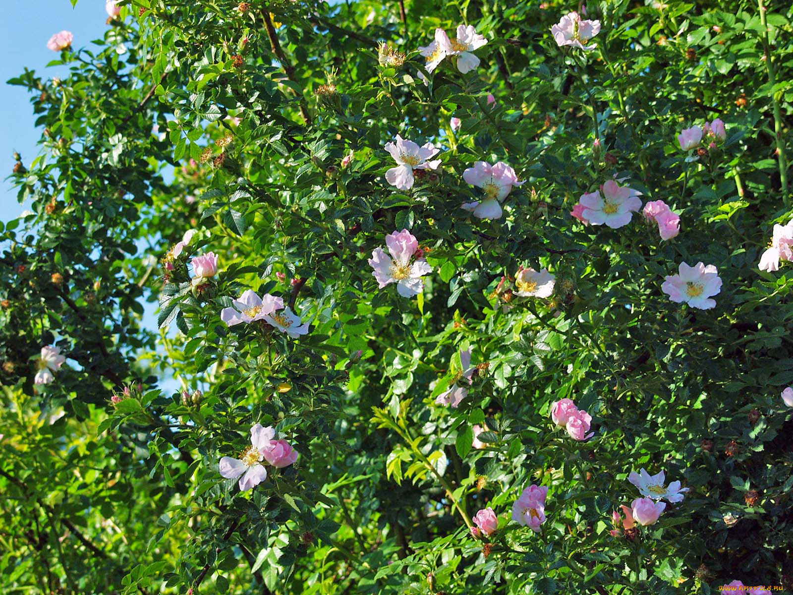 цветы, шиповник