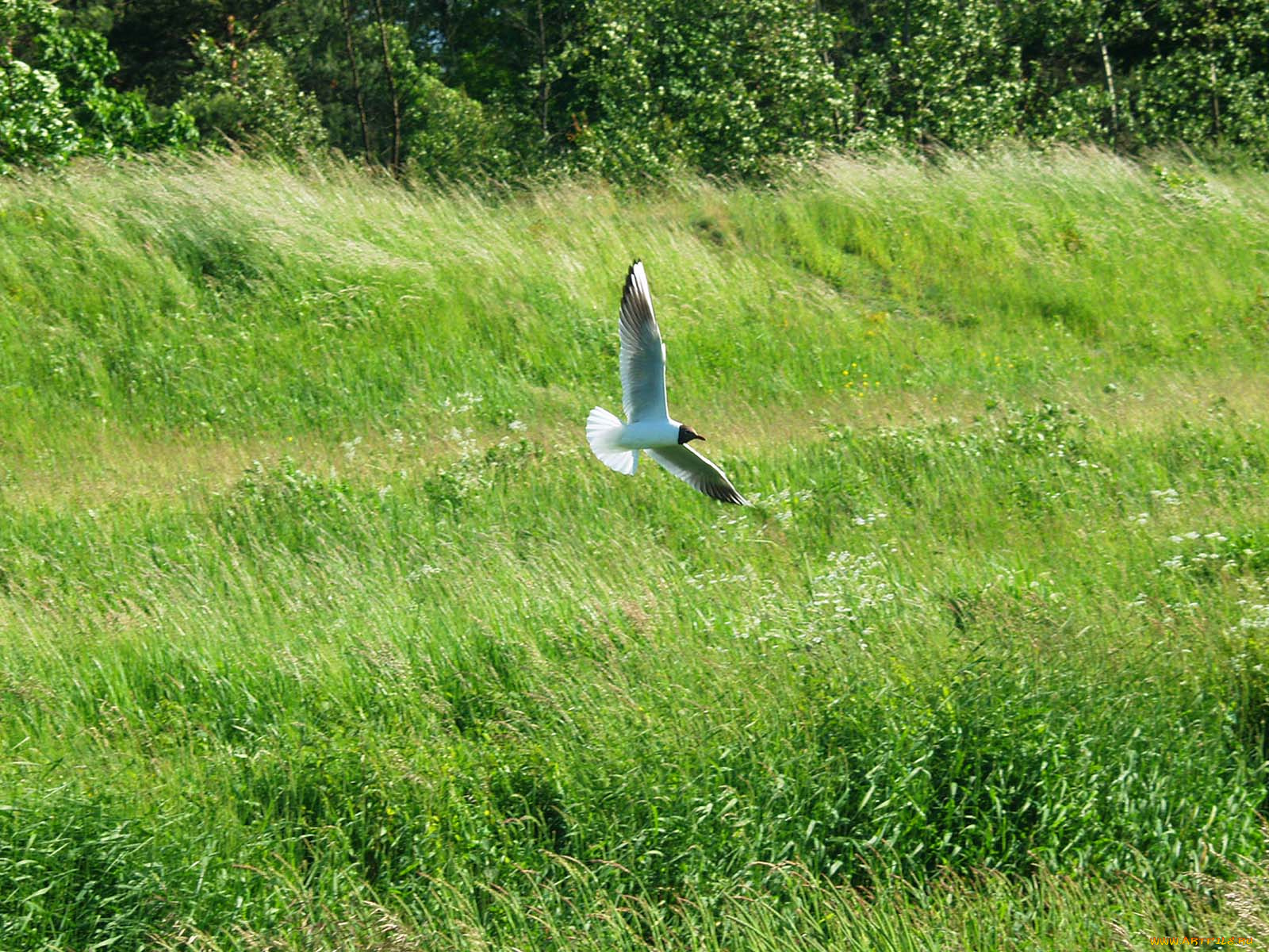 животные, Чайки, бакланы, крачки