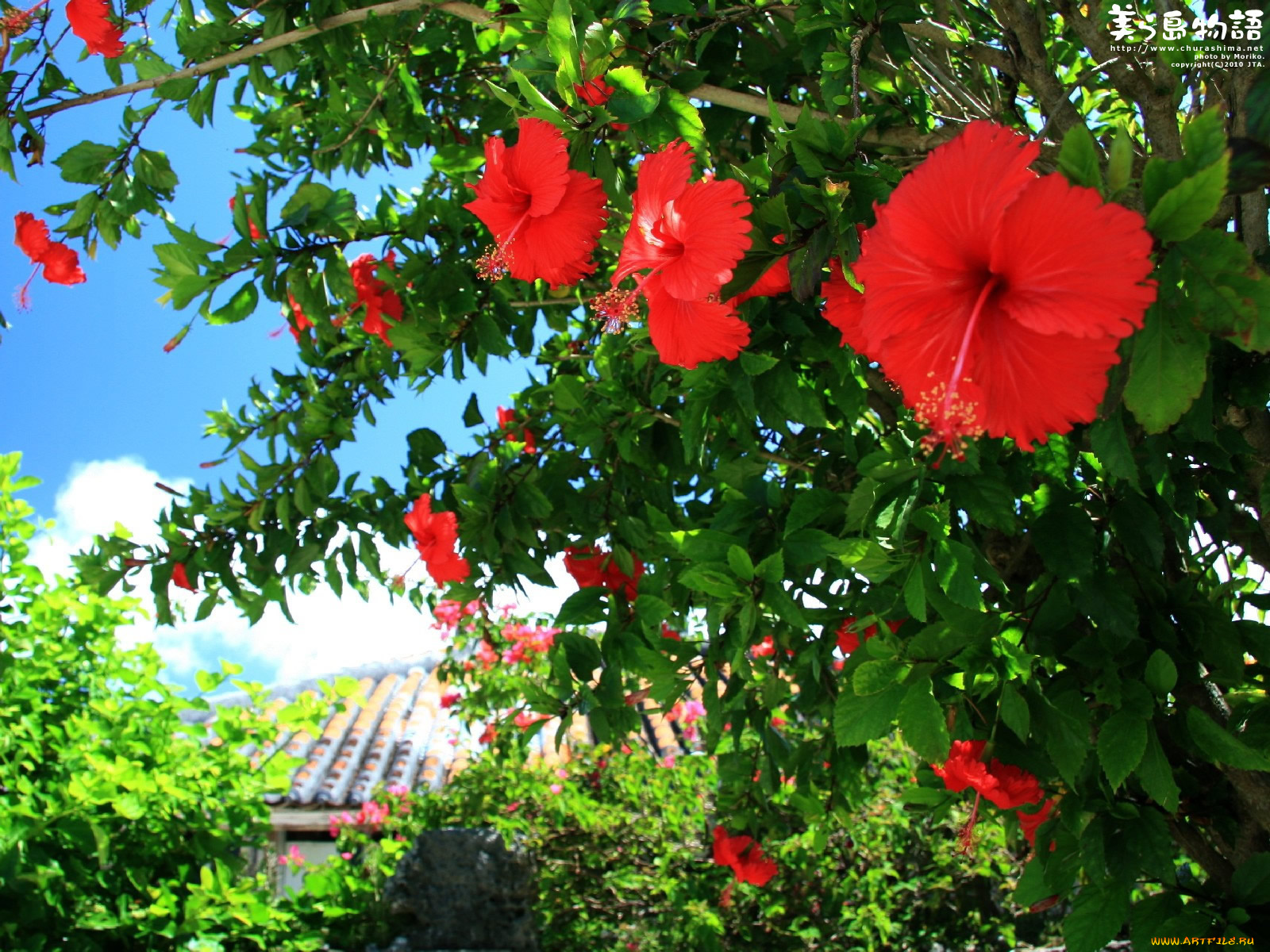 цветы, гибискусы