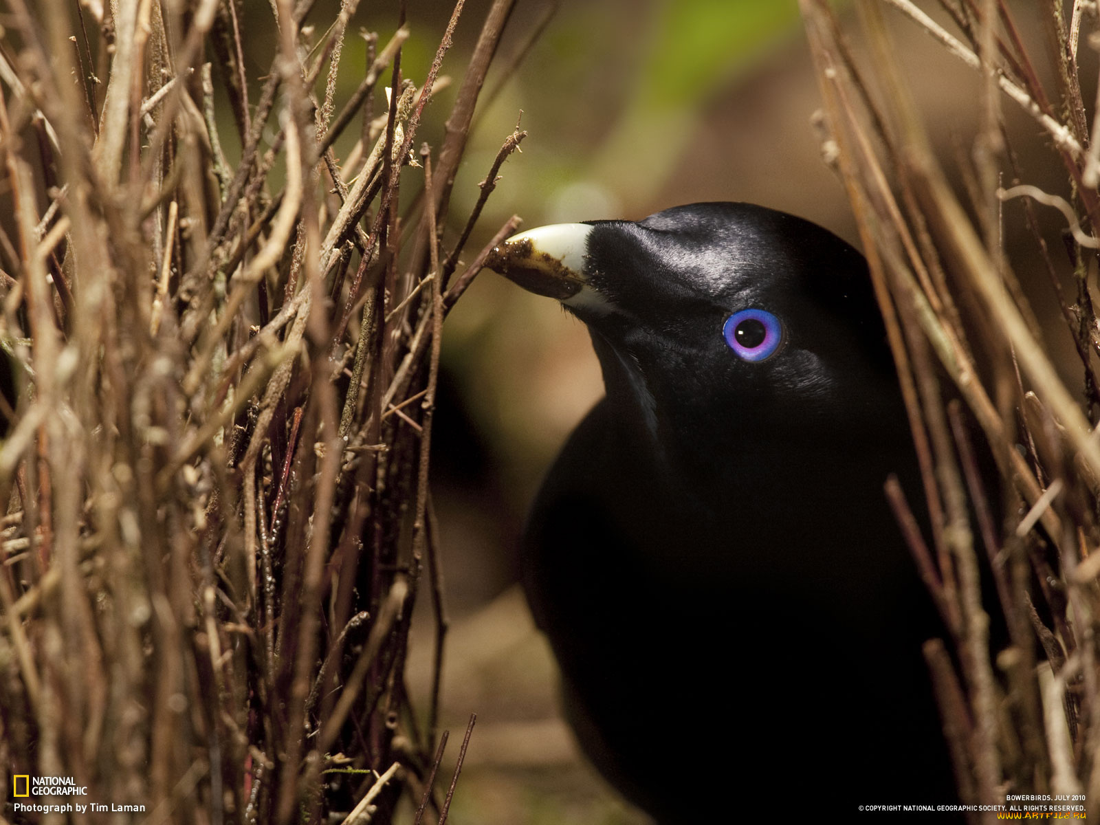 животные, птицы
