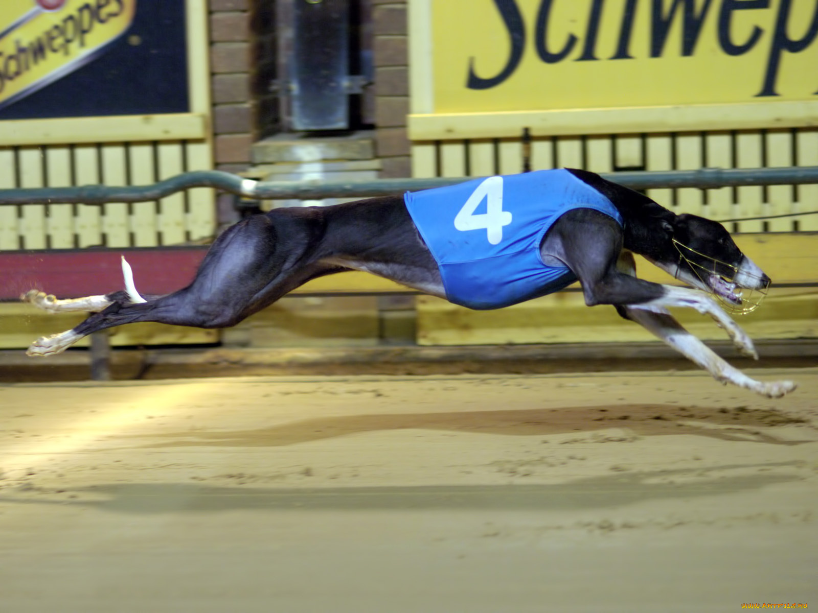 животные, собаки