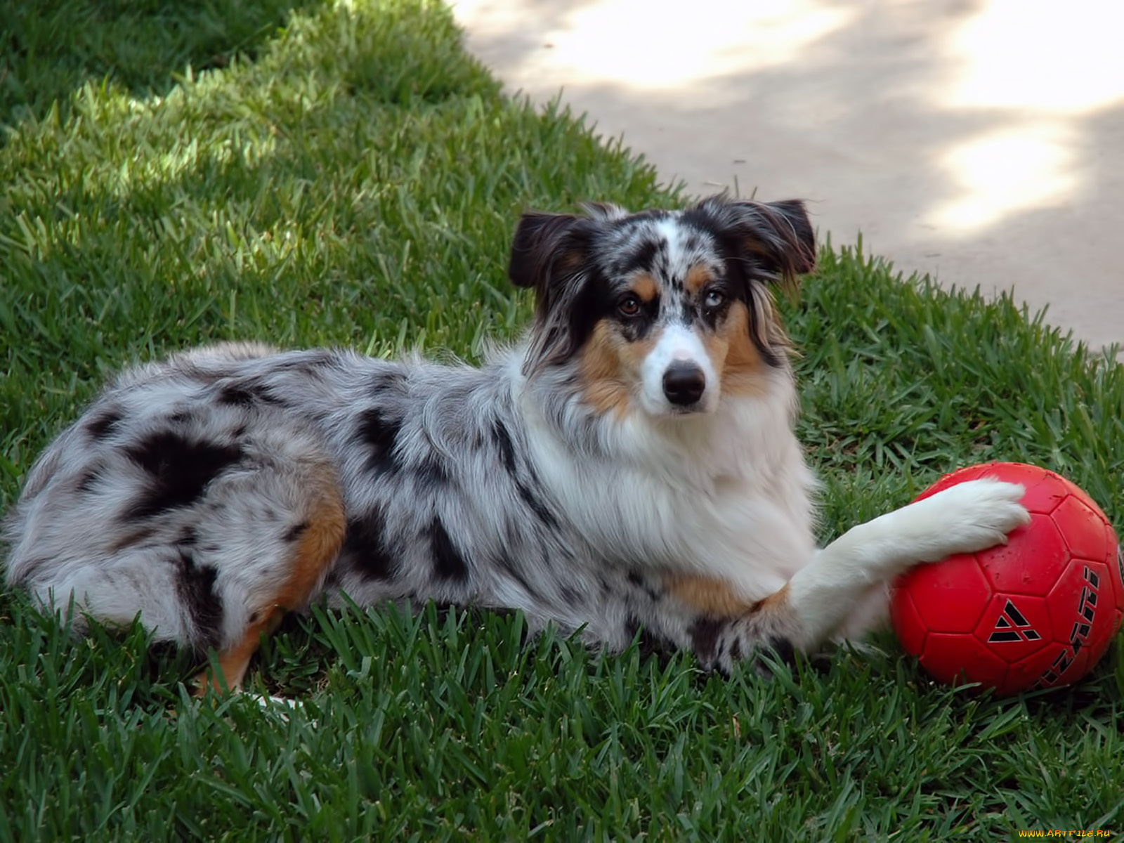 животные, собаки