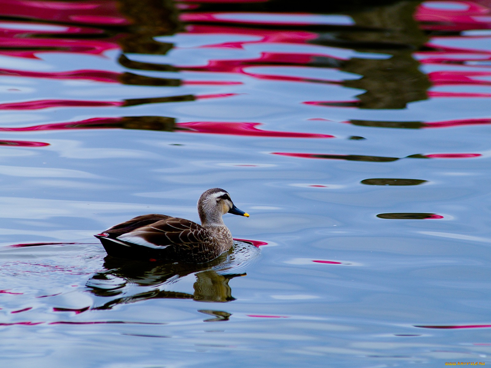 животные, утки