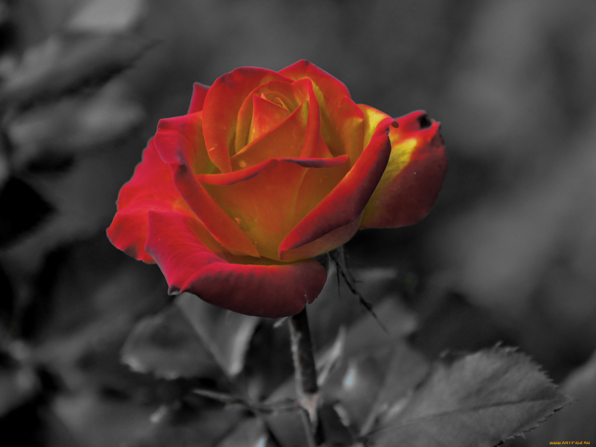 цветы, розы