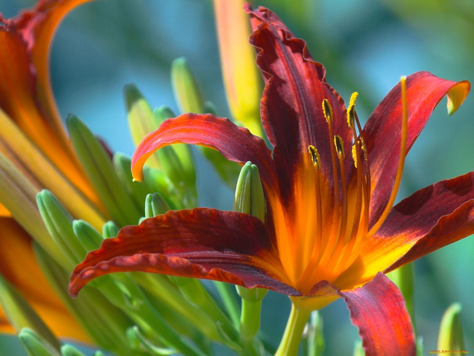 цветы, лилии, лилейники, лилейник