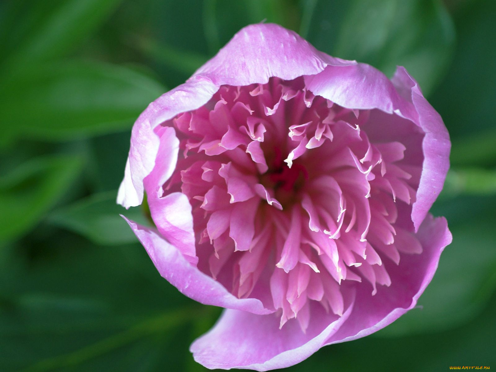 цветы, пионы, розовый