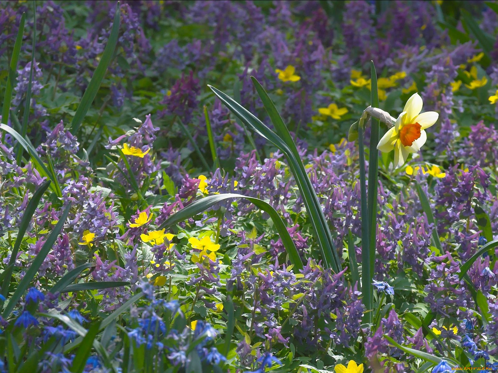 цветы, разные, вместе, нарцисс