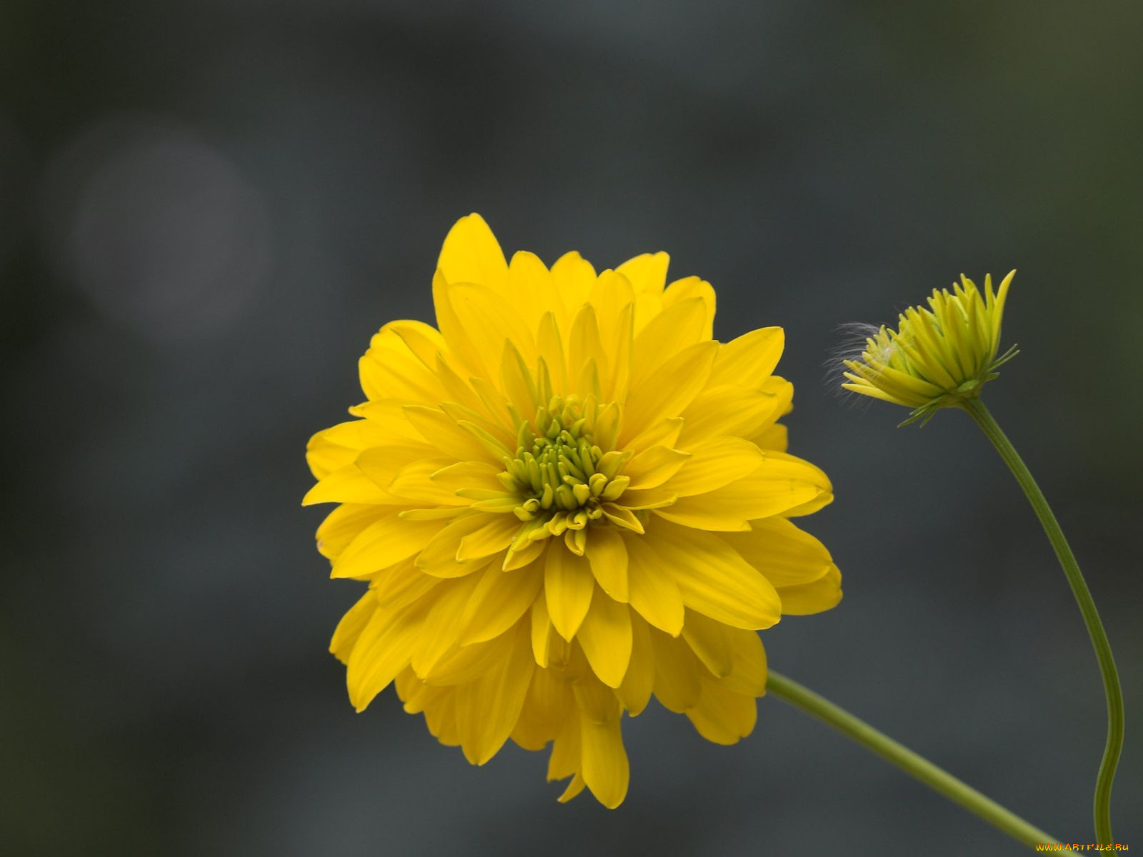 цветы, рудбекия, гелиопсис