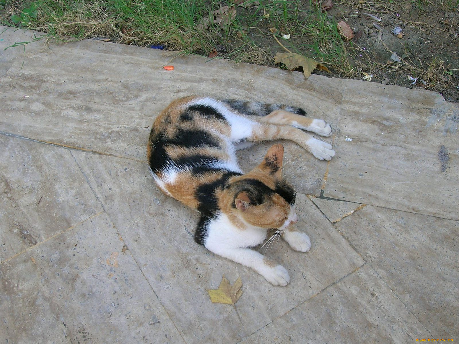 животные, коты, кошка