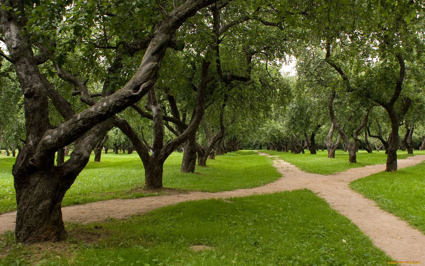 природа, деревья, коломенское