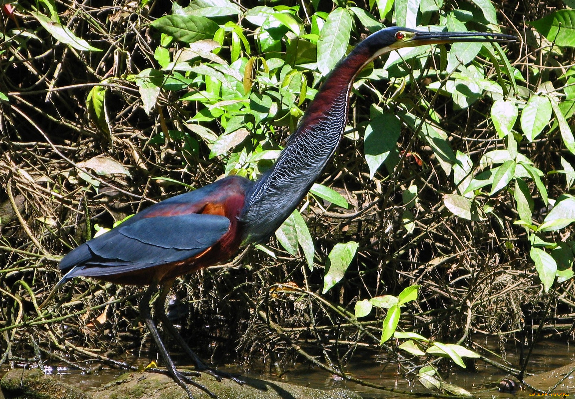 костариканская, цапля, животные, цапли, синий, клюв