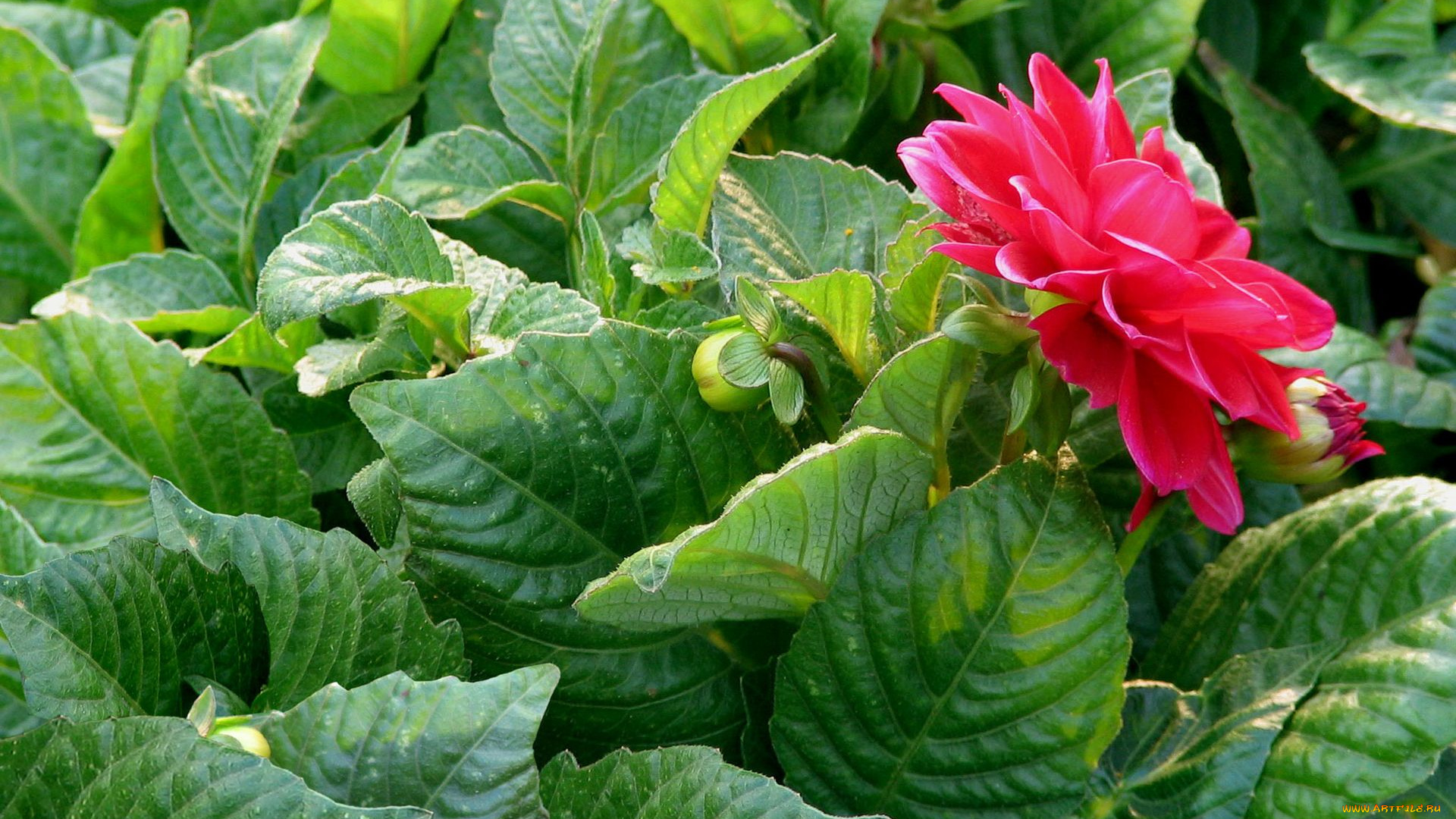 цветы, георгины, георгин