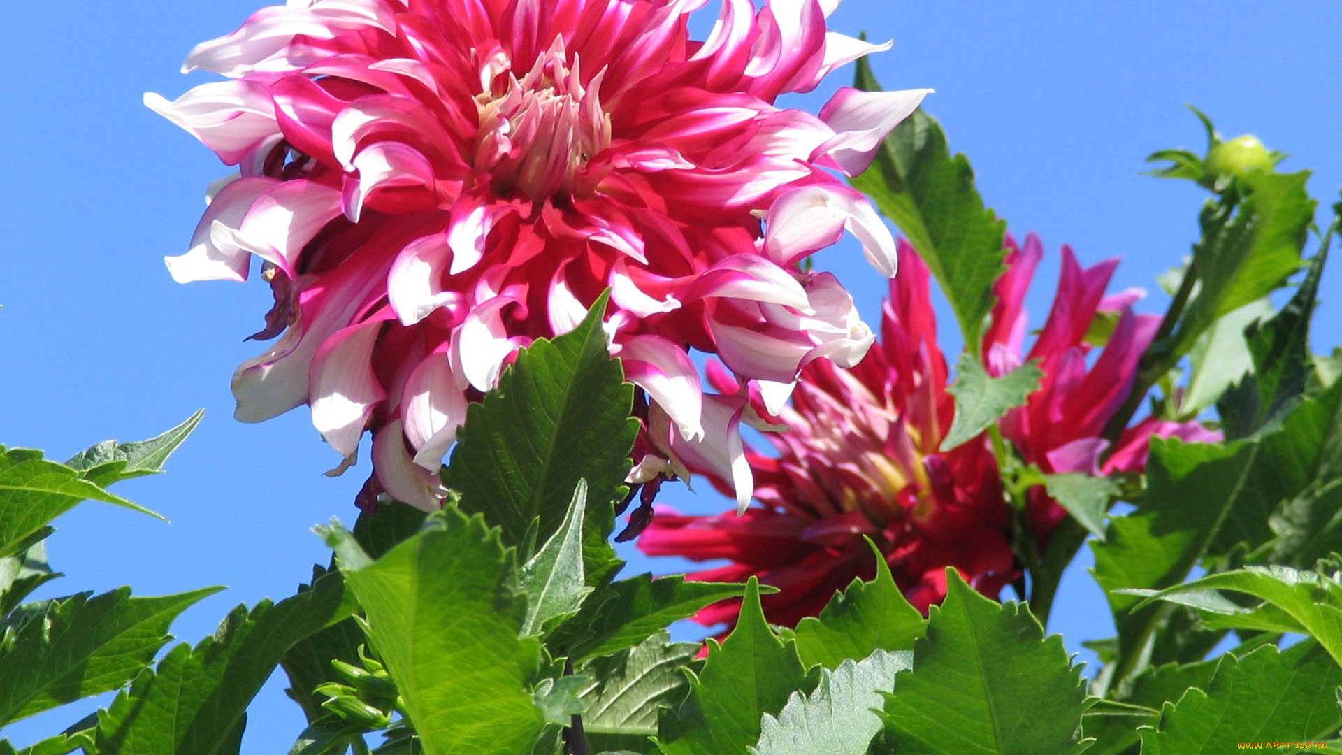 цветы, георгины, георгин