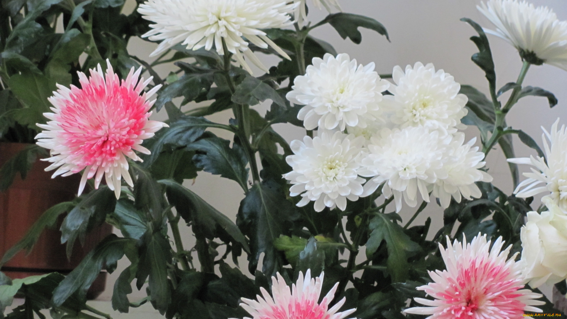 цветы, хризантемы, белые, розовые, сердцевинки