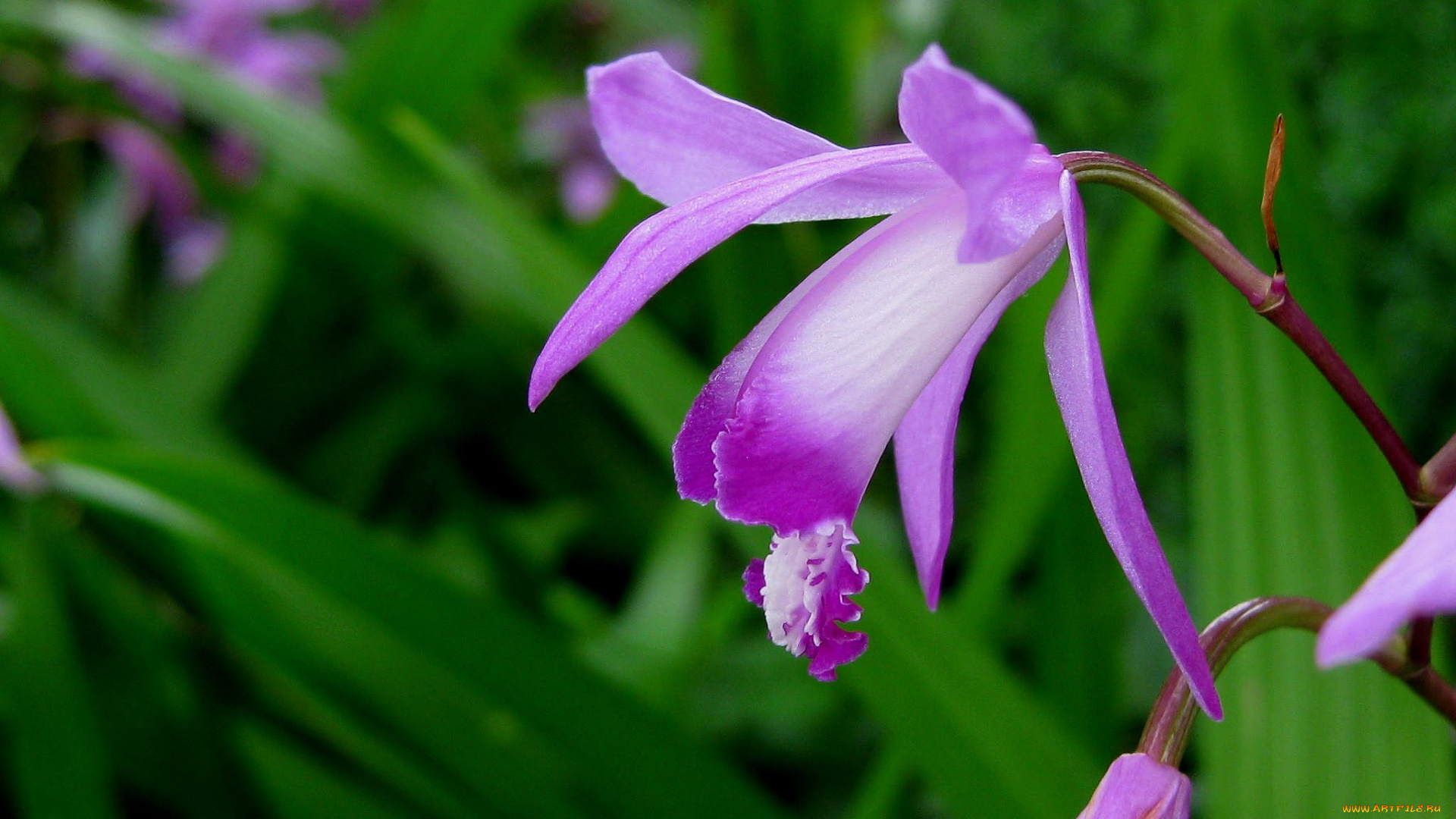 цветы, орхидеи