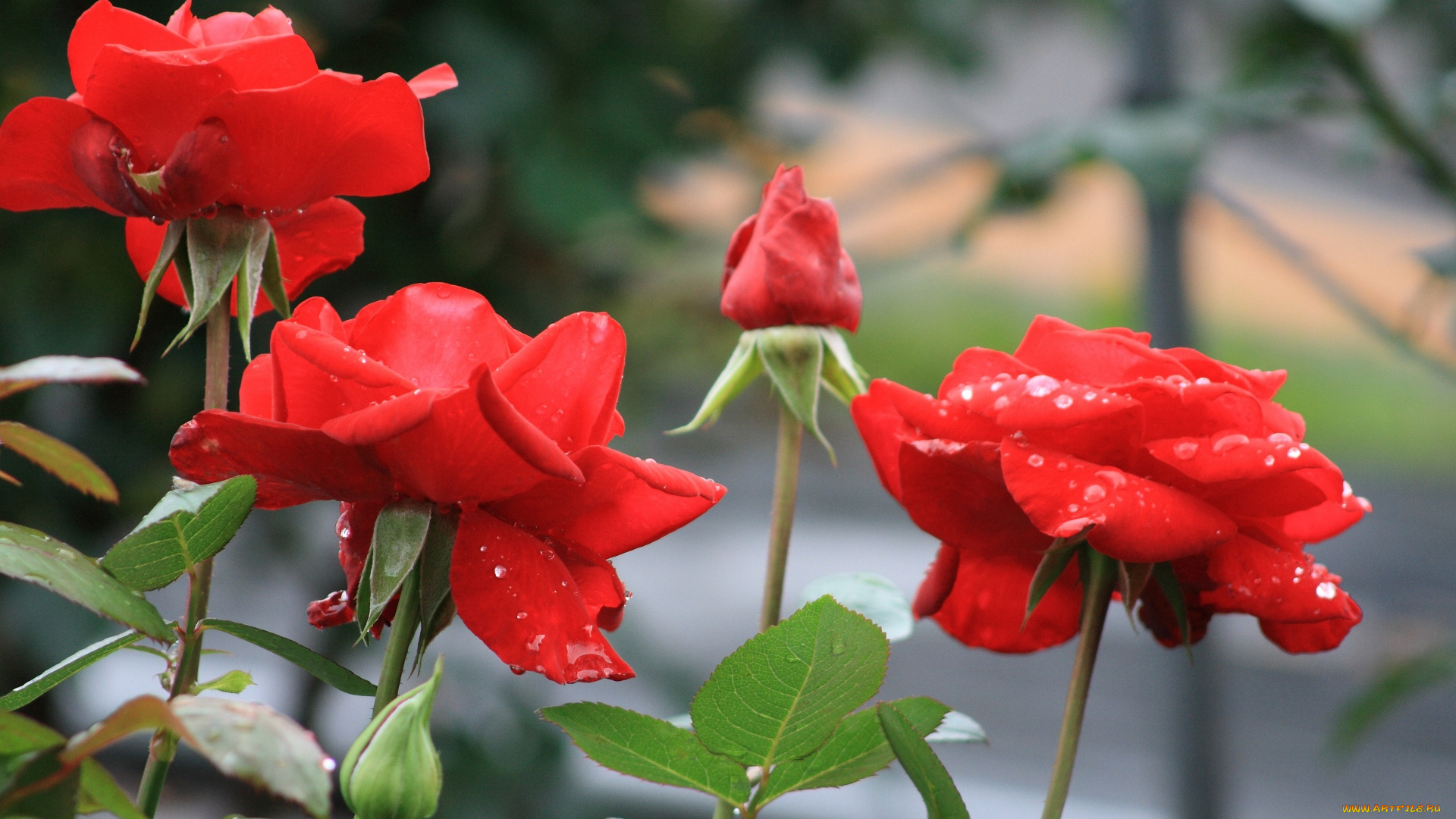 цветы, розы