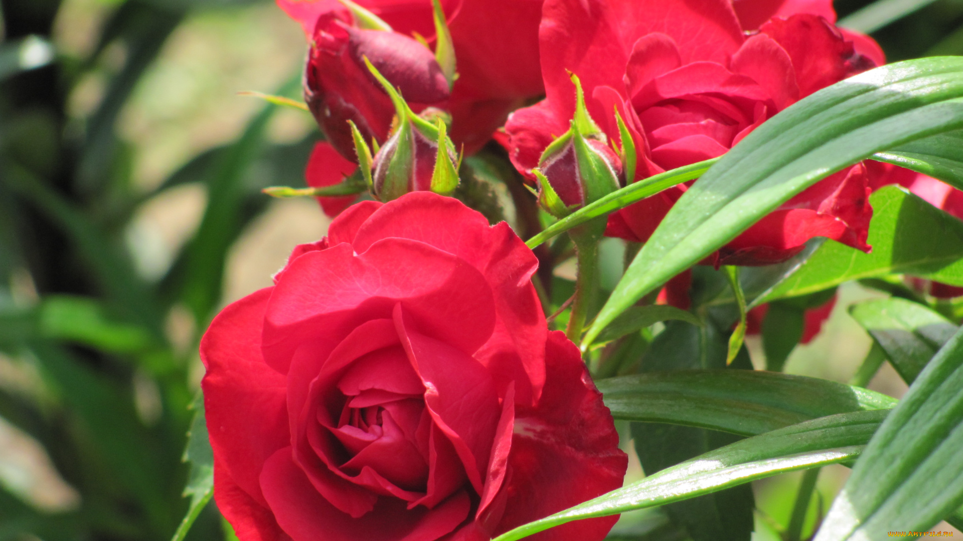 цветы, розы, зелень, бутоны