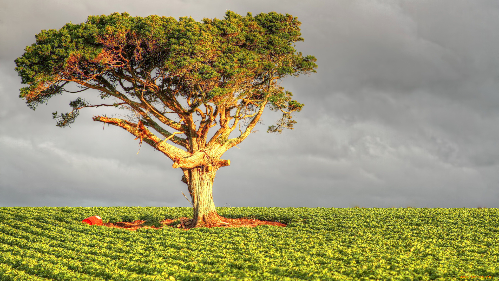 природа, деревья