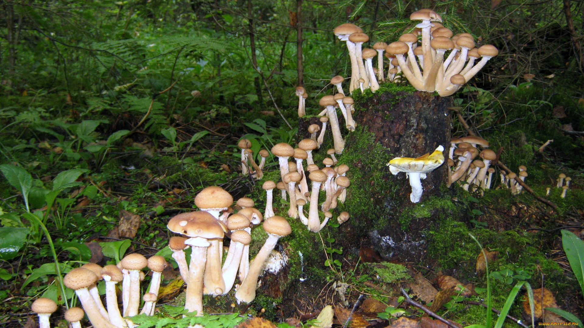 природа, грибы, пень, много, опята