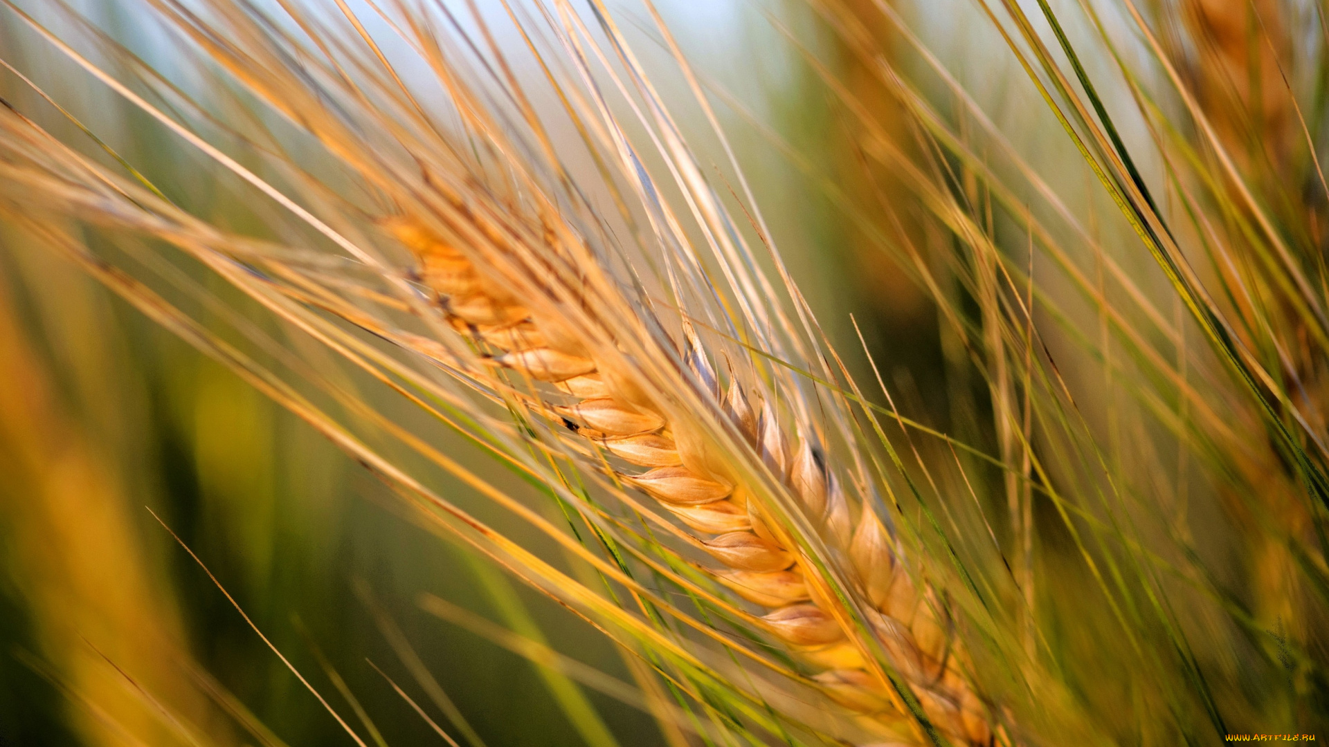 природа, макро, желтый, колос