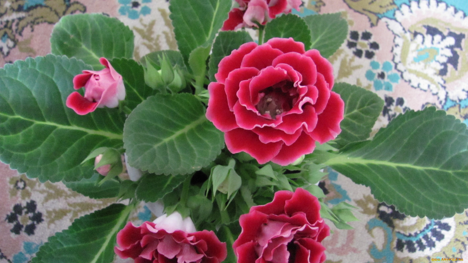 синингия, цветы, глоксиния, синнингия, красные, много, бутонов, зеленые, листья