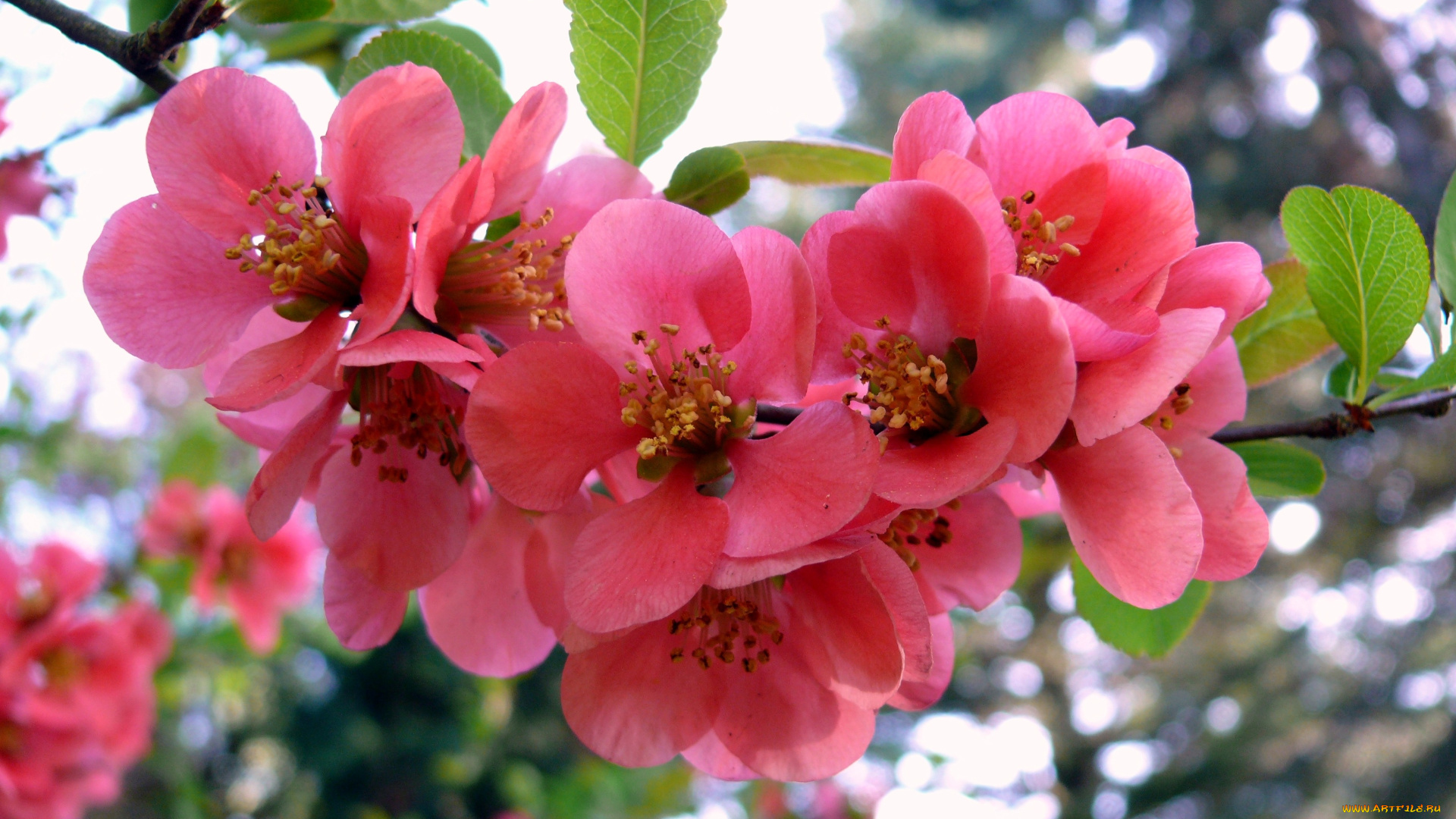 Японская, айва, цветы, розовый