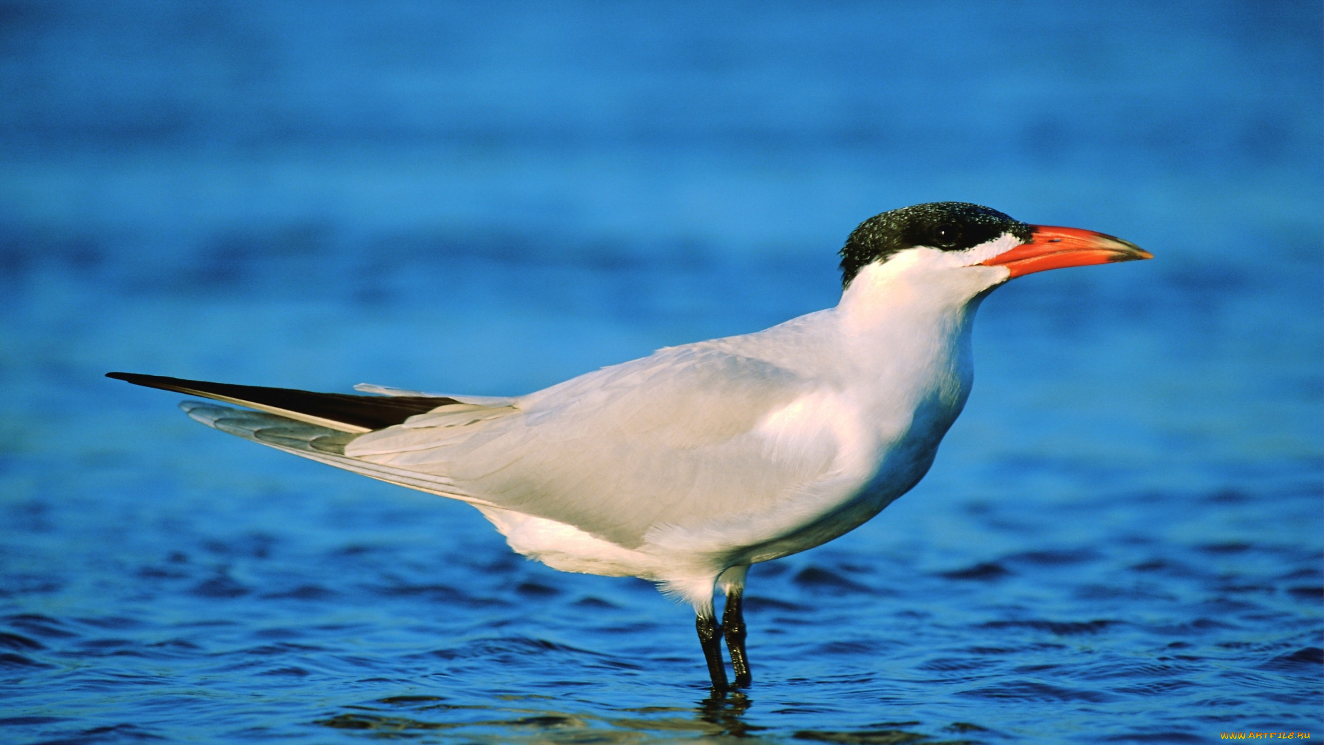 животные, Чайки, бакланы, крачки, белое, оперение, красный, клюв, черная, холка